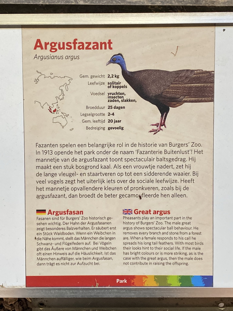 Explanation on the Great Argus at the Park Area of Burgers` Zoo