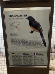 Explanation on the White-rumped Shama at the Park Area of Burgers` Zoo