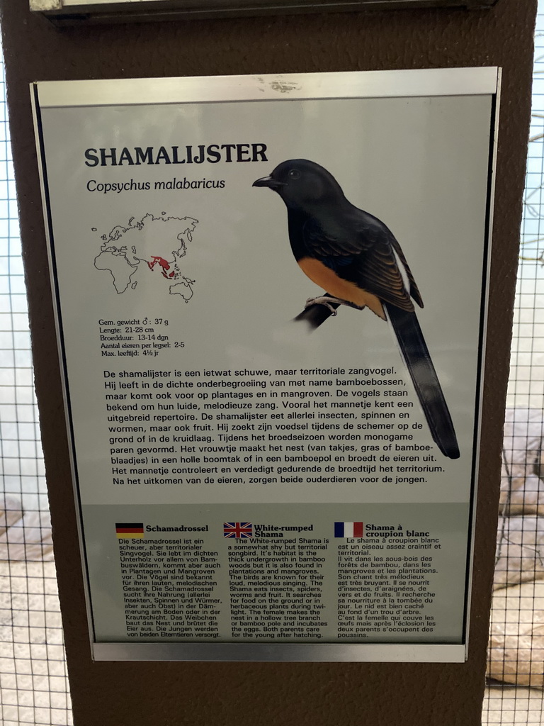 Explanation on the White-rumped Shama at the Park Area of Burgers` Zoo