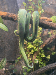 Green Tree Python at the Park Area of Burgers` Zoo