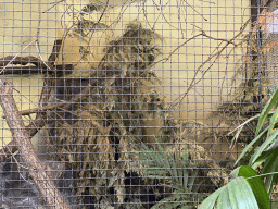 Greater Roadrunner at the Park Area of Burgers` Zoo