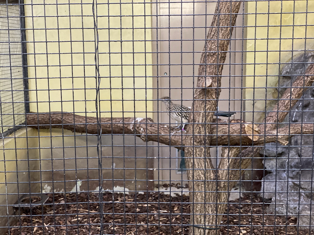 Greater Roadrunner at the Park Area of Burgers` Zoo