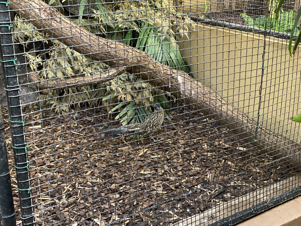 Greater Roadrunner at the Park Area of Burgers` Zoo