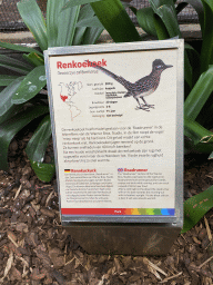 Explanation on the Greater Roadrunner at the Park Area of Burgers` Zoo