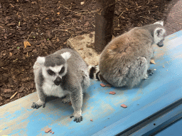 Ring-tailed Lemurs at the Park Area of Burgers` Zoo