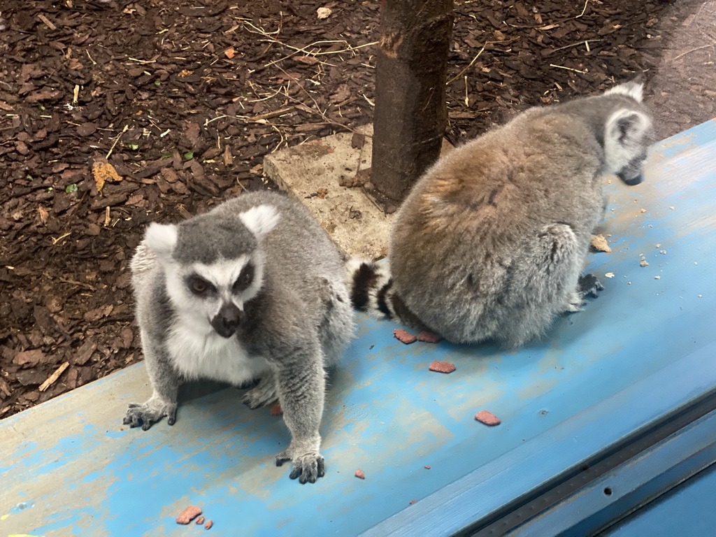 Ring-tailed Lemurs at the Park Area of Burgers` Zoo