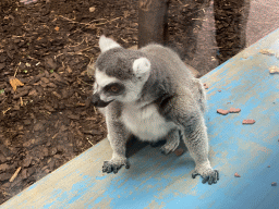 Ring-tailed Lemur at the Park Area of Burgers` Zoo