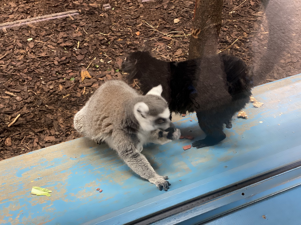 Ring-tailed Lemur and Black Lemur at the Park Area of Burgers` Zoo