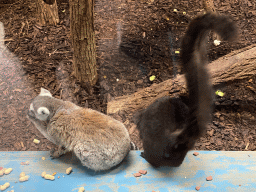 Ring-tailed Lemur and Black Lemur at the Park Area of Burgers` Zoo