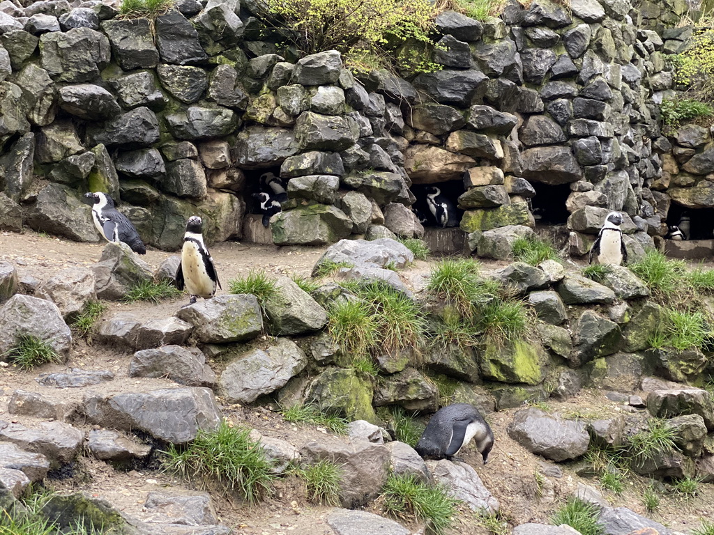 African Penguins at the Park Area of Burgers` Zoo