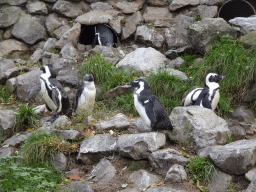 African Penguins at the Park Area of Burgers` Zoo
