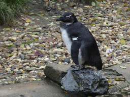 African Penguin at the Park Area of Burgers` Zoo