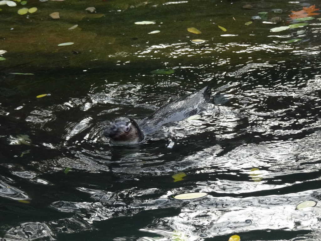 African Penguin at the Park Area of Burgers` Zoo