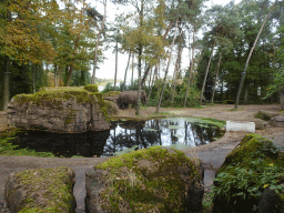 Asian Elephants at the Park Area of Burgers` Zoo