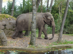 Asian Elephant at the Park Area of Burgers` Zoo
