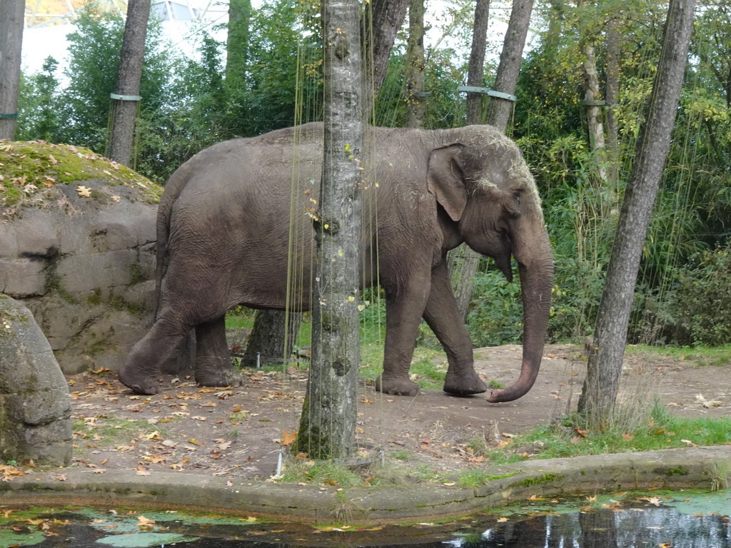 Asian Elephant at the Park Area of Burgers` Zoo