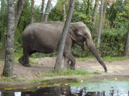 Asian Elephant at the Park Area of Burgers` Zoo