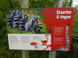 Information on the ringed tail of Ring-tailed Lemurs at the Park Area of Burgers` Zoo