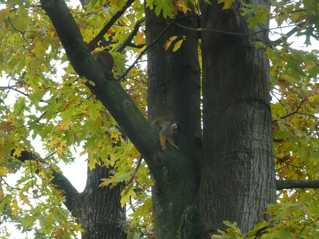 Squirrel Monkey at the Park Area of Burgers` Zoo