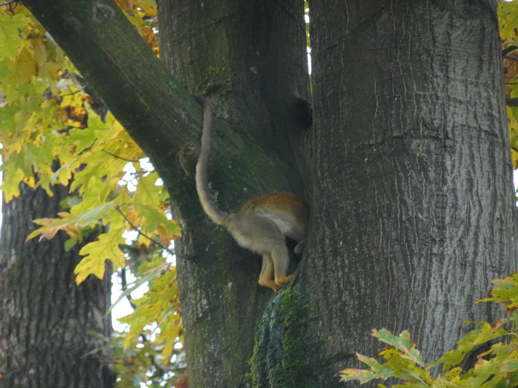 Squirrel Monkey at the Park Area of Burgers` Zoo