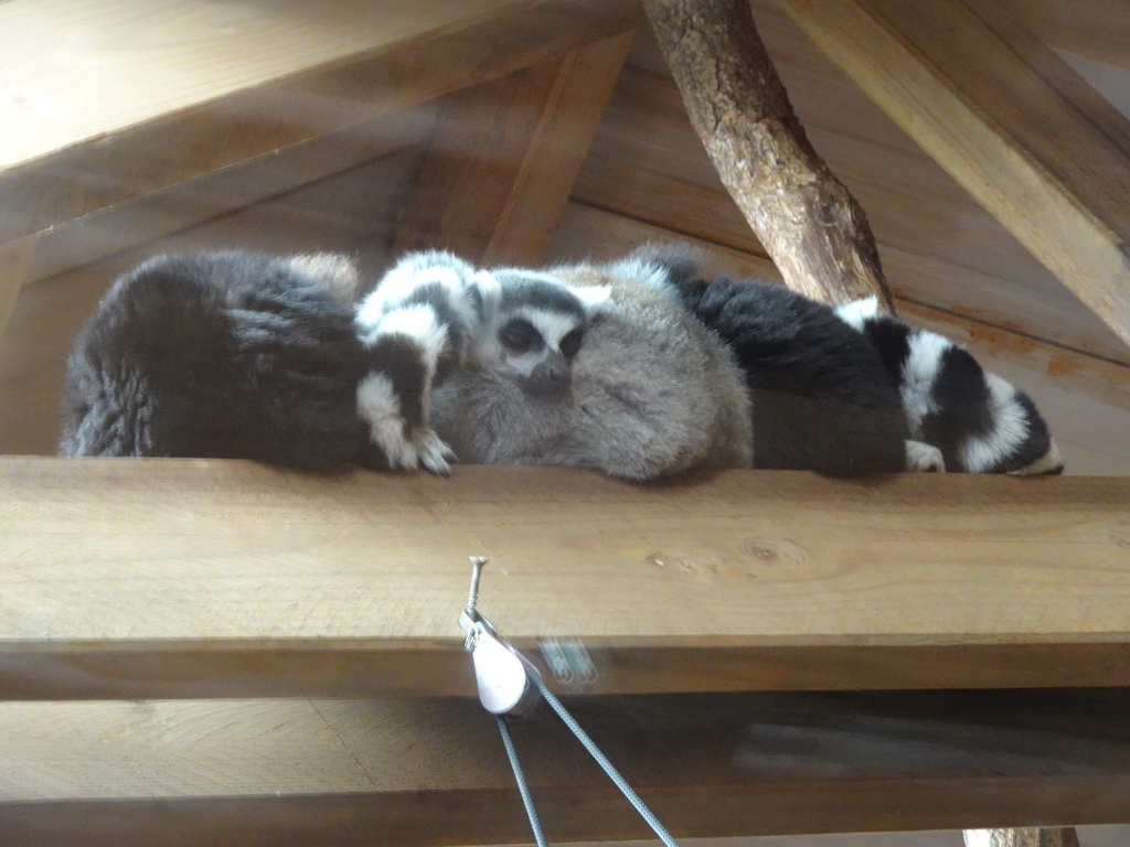 Ring-tailed Lemurs at the Park Area of Burgers` Zoo