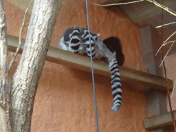 Ring-tailed Lemurs at the Park Area of Burgers` Zoo