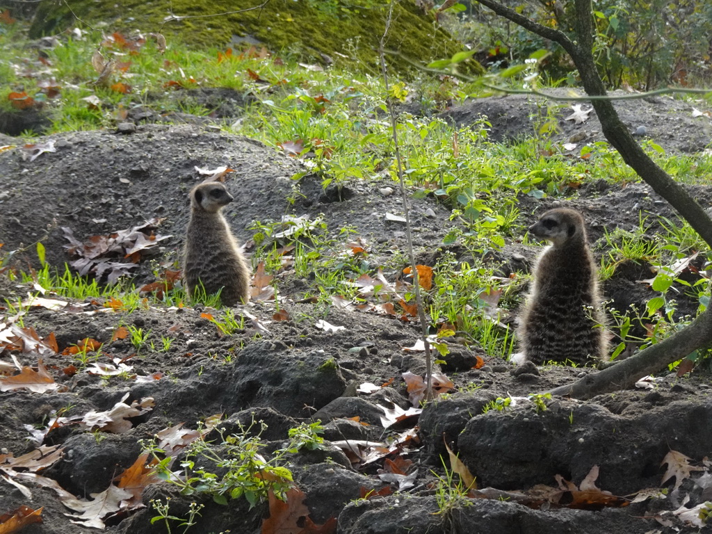 Meerkats at the Park Area of Burgers` Zoo