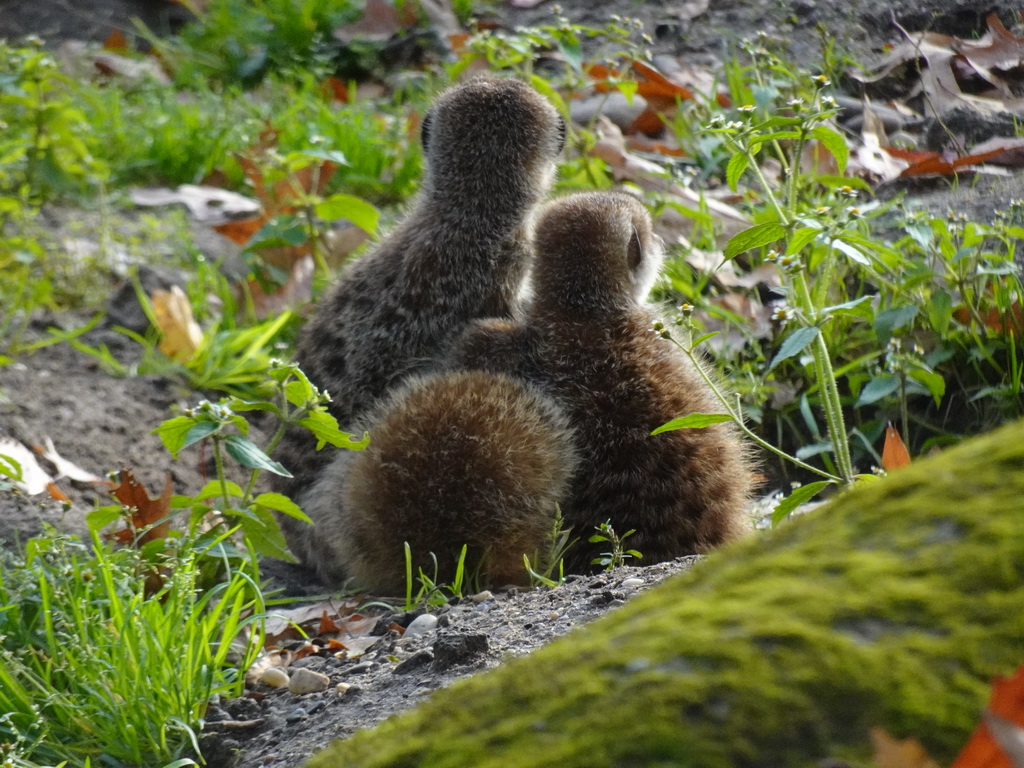 Meerkats at the Park Area of Burgers` Zoo