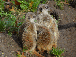 Meerkats at the Park Area of Burgers` Zoo