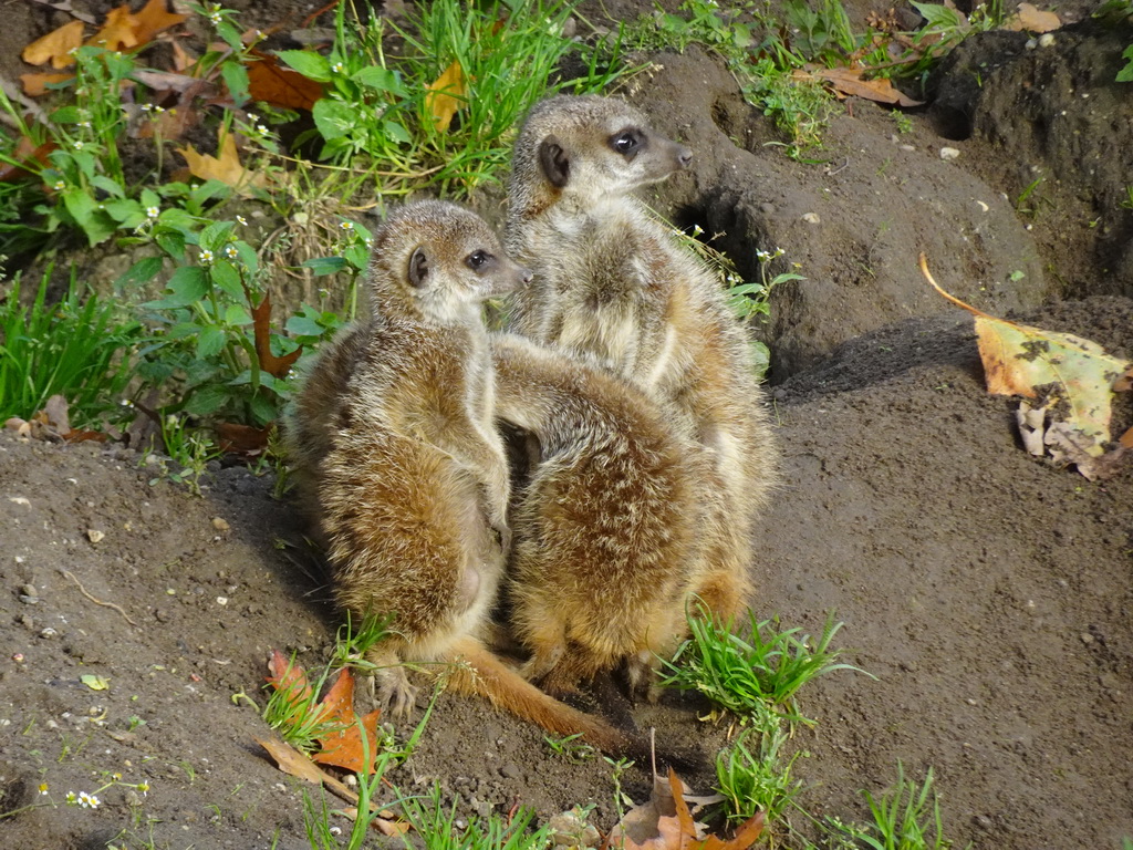 Meerkats at the Park Area of Burgers` Zoo