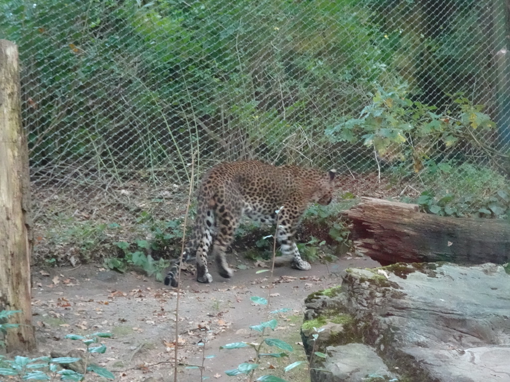 Sri Lankan Leopard at the Park Area of Burgers` Zoo