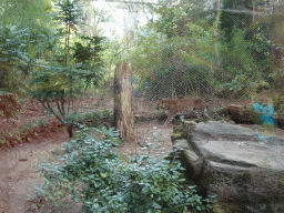 Sri Lankan Leopard at the Park Area of Burgers` Zoo