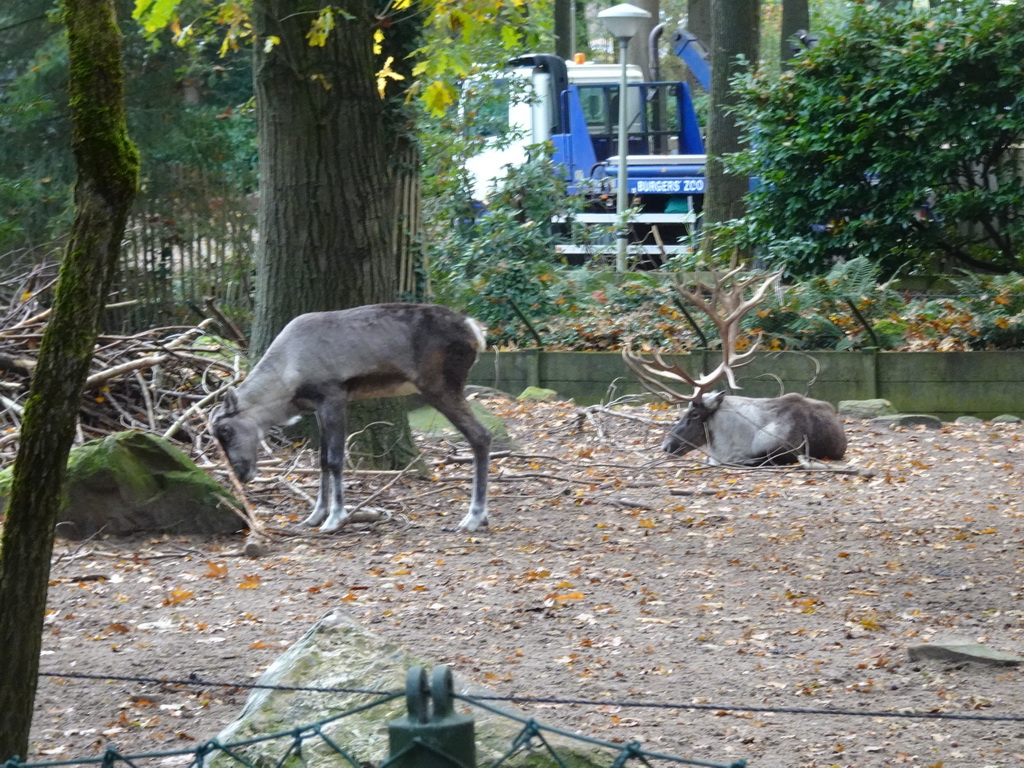 Finnish Forest Reindeer at the Park Area of Burgers` Zoo