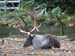 Finnish Forest Reindeer at the Park Area of Burgers` Zoo