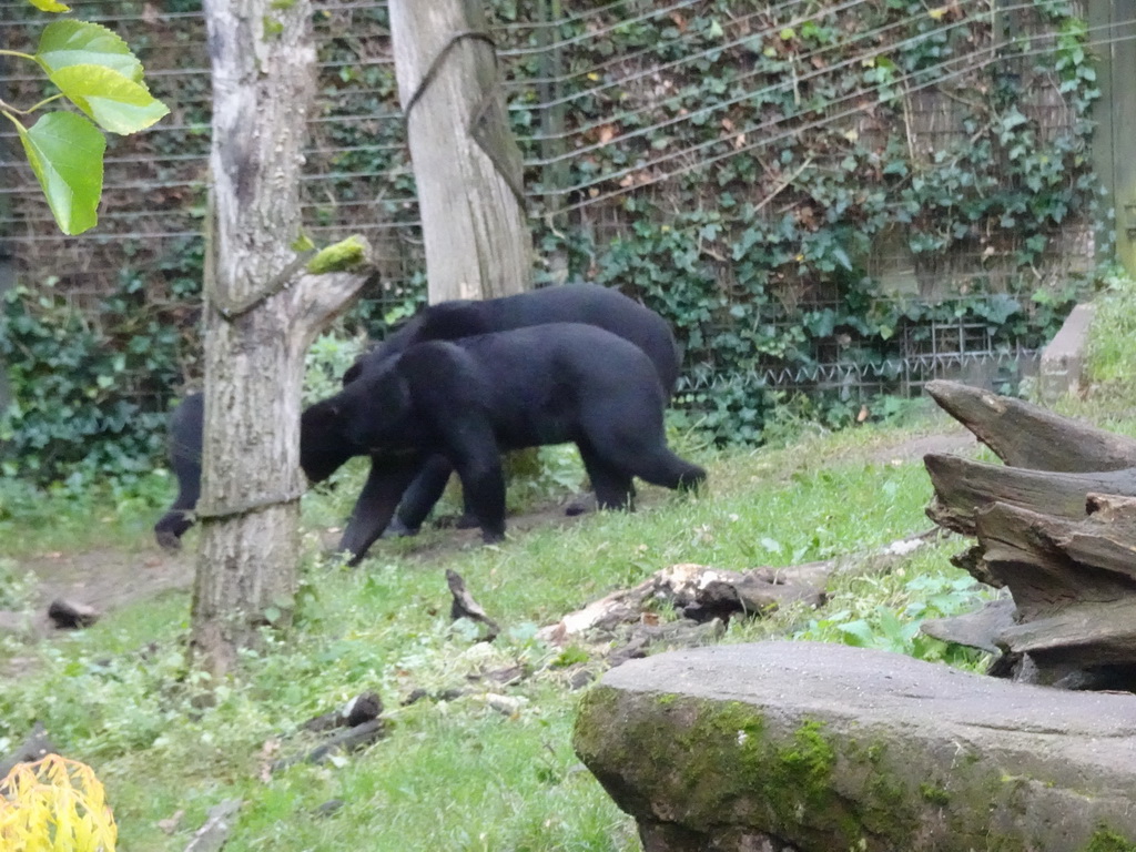 Sun Bears at the Rimba Area of Burgers` Zoo