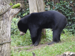 Sun Bear at the Rimba Area of Burgers` Zoo