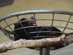 Sun Bear at the Rimba Area of Burgers` Zoo
