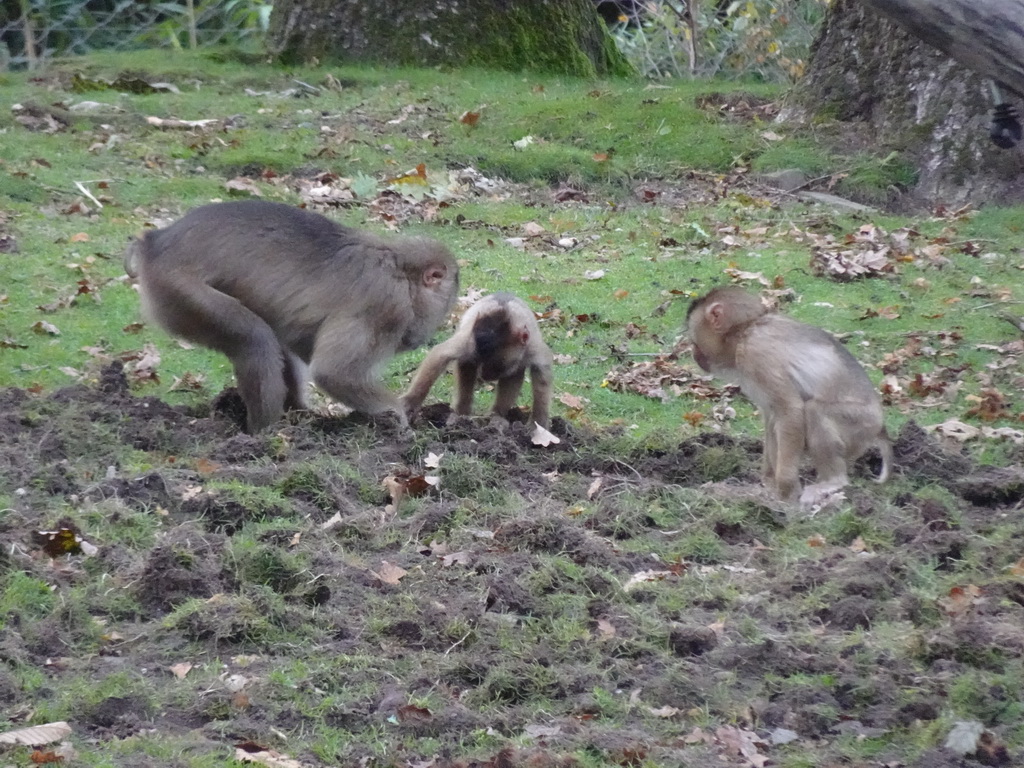 Southern Pig-tailed Macaques at the Rimba Area of Burgers` Zoo