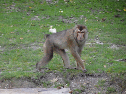 Southern Pig-tailed Macaque at the Rimba Area of Burgers` Zoo