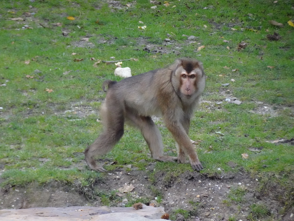Southern Pig-tailed Macaque at the Rimba Area of Burgers` Zoo