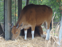 Banteng at the Rimba Area of Burgers` Zoo
