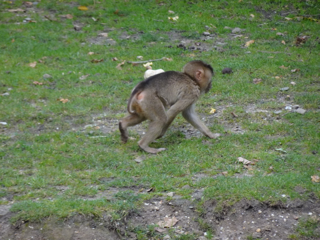 Young Southern Pig-tailed Macaque at the Rimba Area of Burgers` Zoo