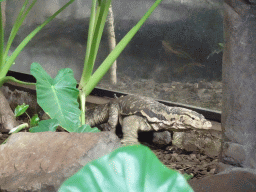 Asian Water Monitor at the Rimba Area of Burgers` Zoo