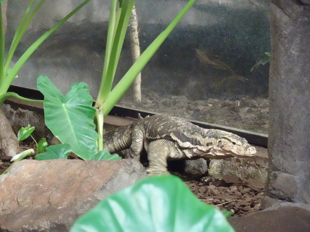 Asian Water Monitor at the Rimba Area of Burgers` Zoo