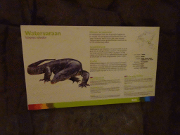 Explanation on the Asian Water Monitor at the Rimba Area of Burgers` Zoo