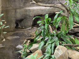 Reticulated Python at the Rimba Area of Burgers` Zoo