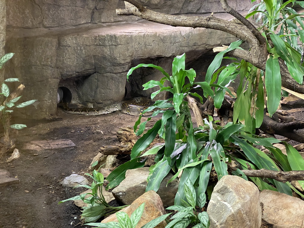 Reticulated Python at the Rimba Area of Burgers` Zoo