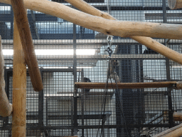 Yellow-cheeked Crested Gibbons at the Rimba Area of Burgers` Zoo