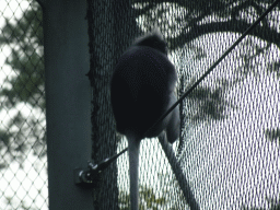 Dusky Leaf Monkey at the Rimba Area of Burgers` Zoo