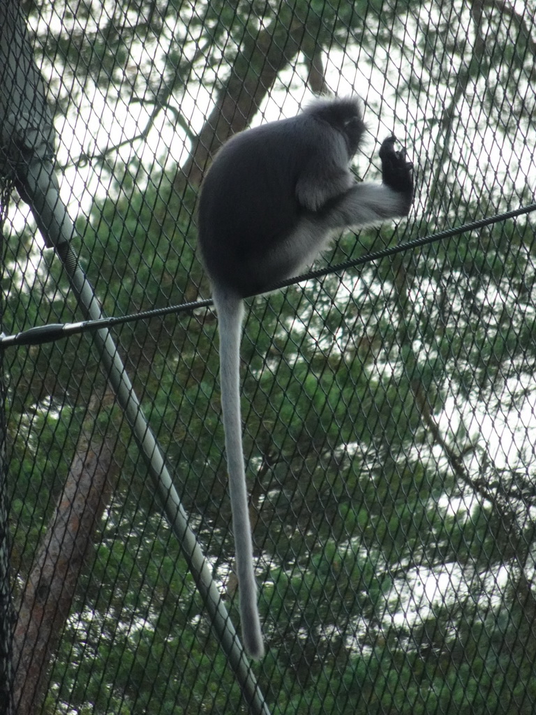 Dusky Leaf Monkey at the Rimba Area of Burgers` Zoo